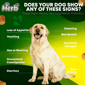 Probióticos para Mascotas OEM ODM con Prebióticos para Perros, Promueve un Microbioma Intestinal Equilibrado - Mejora la Salud Inmunológica - Product Image 6
