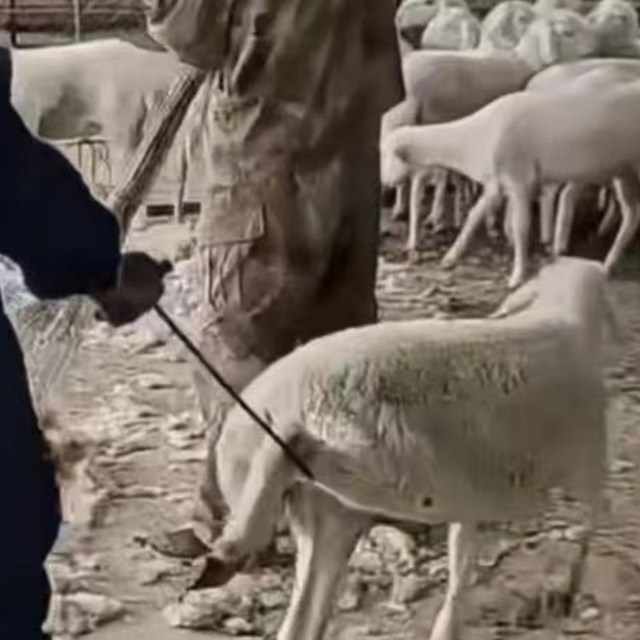 Professional Sheep Handling Hook - 0.5m/0.8m Livestock Control Tool for Humane Catching