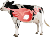 Capsule gastrique pour vache LoRaWAN Agriculture intelligente Capteur LoRa pour la surveillance de la santé du bétail