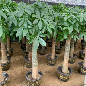 Arbre à Monnaie Bonsaï de Qualité Supérieure pour Décoration Intérieure, Pachira Porte-Bonheur Evergreen en Pot, Plantes Ornamentales Vivantes d'Extérieur en Gros - Product Image 6