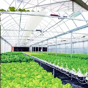 Multi-Span Plastic Tunnel Greenhouse with Hydroponic Growing Systems