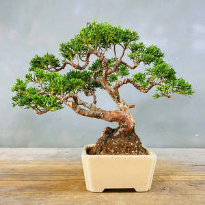 Tất cả-trong-một cây bonsai Gói Hạt Giống Ngân hàng với hộp gỗ tùy chỉnh vườn Kit 16 Hạt giống giống cho những người yêu thích vườn - Product Image 3