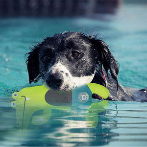 Toptan özel yeni tasarım dayanıklı PVC/PET Oxford köpek çiğnemek oyuncak yüzen köpek oyuncak - Product Image 1