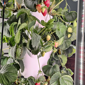 نظام زراعة مائية عمودي للفراولة، برج زراعي داخلي وخارجي - Product Image 3