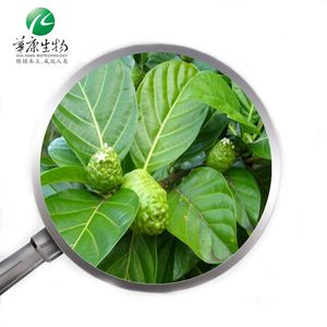 Hữu cơ Noni chiết xuất từ quả/Noni bột trái cây - Product Image 5