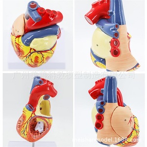 Modèle d'anatomie du cœur humain, échantillon de cœur à ultrasons Doppler couleur, modèle de cœur, modèle de structure cardiaque, agrandi 2 fois. - Product Image 3