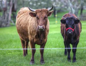 Controlador de generador de cerca eléctrica de 6 pies personalizado de fábrica de 33 años herramientas de ganado natural de presión para modelado 3D - Product Image 5