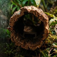 LEECORK Tubes en liège naturel vierge pour reptiles, tubes de grimpette en liège pour terrarium avec bouchons en liège