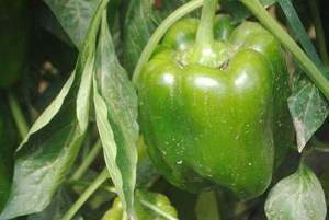 Leonnardite organik süper potasyum, tarım için granüle % 60% fulvik asit + 60 humik asit ile potasyum fulvik asidi yerine getirir - Product Image 6