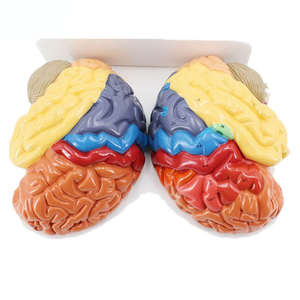 高品質PVC等身大人体臓器脳解剖模型 カラー区分脳模型 2分割 教材用 CE/ISO認証 - Product Image 4