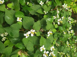 गर्म बिकने वाली उच्च गुणवत्ता वाली प्राकृतिक जिमनामा शब्दावस्ट्रे अर्क, जिसमें जिमनामिक एसिड होता है। - Product Image 3