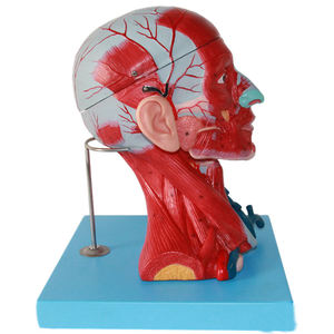 Мышцы головы и шеи и кровеносные сосуды, прикрепленные к мозгу модель анатомической модели головы и лица - Product Image 2