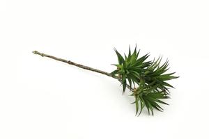 Nuevo diseño al por mayor barato encantador <span class=keywords><strong>de</strong></span> la casa y el jardín <span class=keywords><strong>de</strong></span> flores unpotted artificial <span class=keywords><strong>plantas</strong></span> suculentas en venta - Product Image 2
