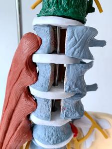 Menschliches Skelett modell Anatomie Wirbelsäulen-Wirbelsäulen modell Medizinisches Skelett modell mit Nerven arterien Becken muskel - Product Image 5