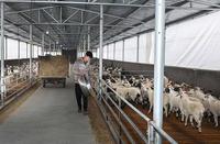 Bâtiments préfabriqués en acier à construction rapide et économique de style chinois pour abris de vaches, chevaux, chèvres et moutons