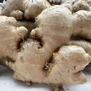 Jengibre Fresco Chino Orgánico de Alta Calidad al por Mayor, Jengibre Fresco de <span class=keywords><strong>China</strong></span> para Uso Alimentario - Product Image 6
