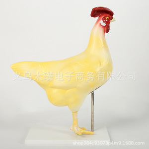 อุปกรณ์ผ่าตัดสัตว์แบบสั่งทำพิเศษ (ไก่, ปลา, กบ, กระต่าย), อุปกรณ์ชีววิทยา, อุปกรณ์การสอนสำหรับนักเรียน - Product Image 5
