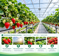 Kit complet de serre hydroponique pour fraises en seau hollandais - Meilleures ventes