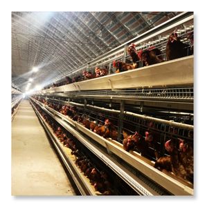 Suministro directo de fábrica, el mejor precio, gallinas ponedoras de huevos, capa de cultivo, equipo de pollo, gallinero automático tipo H - Product Image 4