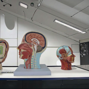 Modèles d'anatomie médicale, modèle anatomique de la tête et <span class=keywords><strong>du</strong></span> <span class=keywords><strong>cou</strong></span>, modèle de tête sagittale moyenne avec squelettes vasculaires et nerveux - Product Image 2