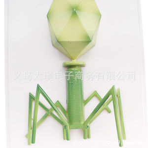 อุปกรณ์การสอน: แบบจำลองโครงสร้างไวรัสในห้องปฏิบัติการอย่างละเอียด - Product Image 3