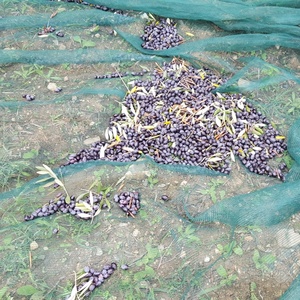 70gsm 90gsm 100gsm nhựa ô liu và trái cây thu hoạch lưới - Product Image 5