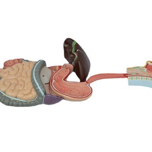 Modèles anatomiques du système digestif humain en gros, à l'échelle 1:1, représentant la voie digestive naturelle (estomac, nez, pharynx, intestin gros), etc. - Product Image 5