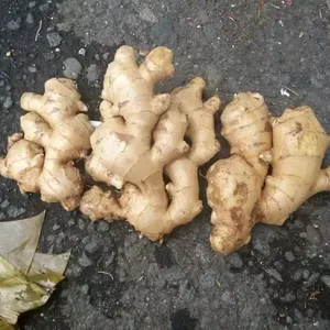 New crop fresh ginger fresh air-dried ginger and young ginger wholesale export