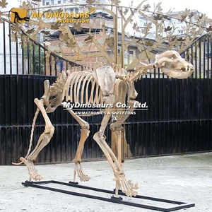 Bảo tàng khủng long của tôi kích thước đầy đủ bộ xương động vật thời tiền sử sư tử hang động để bán - Product Image 2