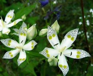 Экстракт травы <span class=keywords><strong>Swertia</strong></span> <span class=keywords><strong>Japonica</strong></span>, 30% порошок Swertiamarin - Product Image 6