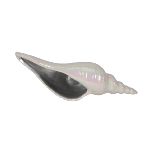 Scultura Decorativa a Forma di Conchiglia Marina, Statua Costiera per Soggiorno, Bagno, Ufficio, Arredamento Casa - Product Image 6