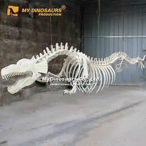 Z My Dino DS-037 Dalam Ruangan Pameran Ukuran Hidup Dinosaurus Kerangka Naga Cina