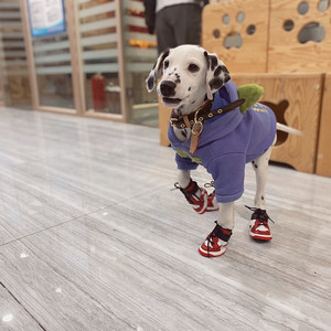 nike for dogs