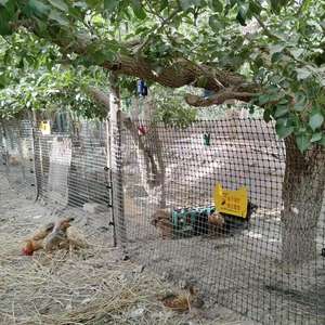 Cerca Eléctrica Lanstar LX-PX050S 1.0J Impermeable de 12KV con Pantalla LED, para Granjas, Enrejados y Puertas, 8KM, Marco de Plástico de 3 pies, Fácil de Instalar - Product Image 5