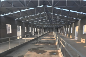 Bâtiment d'élevage avicole préfabriqué en structure acier avec équipement de cages automatiques - Product Image 4