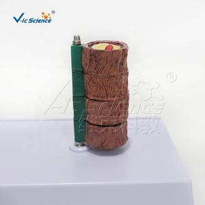 Modelo Vascular de Cuatro Secciones <span class=keywords><strong>para</strong></span> Ciencias Médicas, Modelo Educativo de Anatomía Vascular Humana - Product Image 4