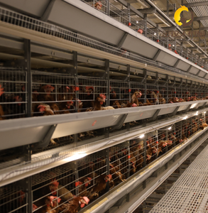 Cage de pontage de type H Jinmuren résistante aux intempéries, <span class=keywords><strong>traitement</strong></span> galvanisé premium, adaptable à divers environnements agricoles, cycle de service longue durée - Product Image 4