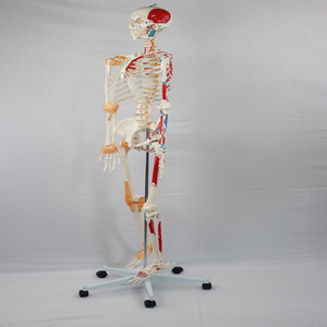 Modèle de squelette adulte avec origines et insertions musculaires et ligaments ; modèle pédagogique du squelette humain. - Product Image 1