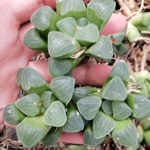 Commercio all'ingrosso di <span class=keywords><strong>piante</strong></span> succulente da interno <span class=keywords><strong>piante</strong></span> ornamentali <span class=keywords><strong>Haworthia</strong></span> - Product Image 2