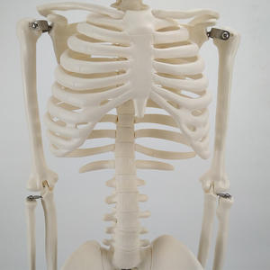 <span class=keywords><strong>Squelette</strong></span> humain modèle <span class=keywords><strong>de</strong></span> 85cm avec membres mobiles anatomiques demi-taille <span class=keywords><strong>de</strong></span> vie avec support en métal bras et jambes amovibles - Product Image 3