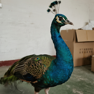 Pavão Animatrônico de Resina em Tamanho Real com Motor para Uso Público Interno/Externo em Shoppings, Zoológicos e Parques de Aventura - Product Image 6