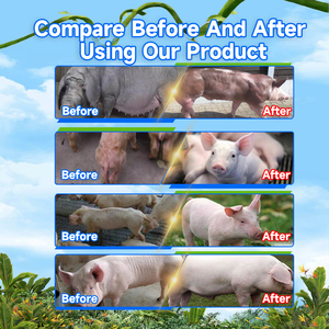 Bacillus subtilis Probiotic Probiotiques cho đổ poulet volailles porcs lapins gia cầm Gà Lợn animaux thức ăn phụ gia - Product Image 3