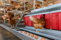 Système d'élevage avicole multi-niveaux sans cage, conception de poulailler, conformité aux normes européennes de bien-être animal, perchoir, échelle, nid, convoyeur d'œufs