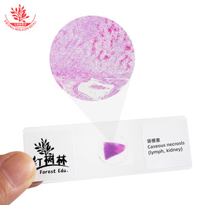 Las preparaciones patológicas teñidas con hematoxilina y eosina (HE) muestran células, núcleos y membranas celulares brillantes de forma claramente visible. - Product Image 3