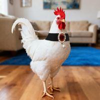 Collier réglable en nylon solide pour poulets, anti-coucou, avec boucle auto-adhésive pour volailles et petits animaux