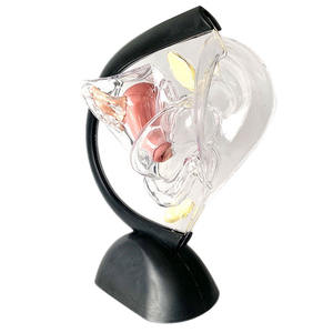 Modelo de Estructura Uterina Humana de Plástico Transparente - Product Image 1