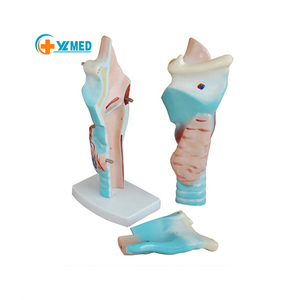 Modelo de Laringe Humana Ampliada YULIN Medical Science YL-301, Muestra la Estructura Morfológica del Tracto Respiratorio y el Órgano Fonético - Product Image 1