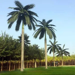 Árvores de côco para venda, árvore artificial grande da palmeira