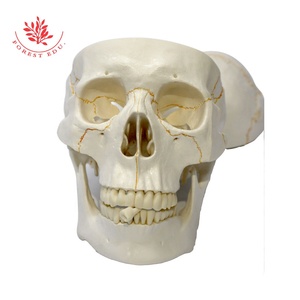 Modelo de calavera FRT020 Material de PVC Placa de sutura ósea Fijación de resorte Movimiento de mandíbula Cráneo de 3 partes anatómico - Product Image 3