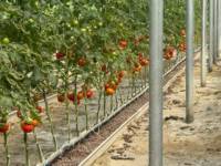 Systèmes de culture hydroponique en serre, gouttières en PVC pour tomates, poivrons, concombres